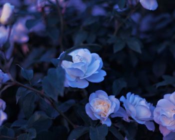 blue flowers, plant Wallpaper 1280x1024
