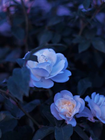 Обои 1536x2048 синие цветы, растение