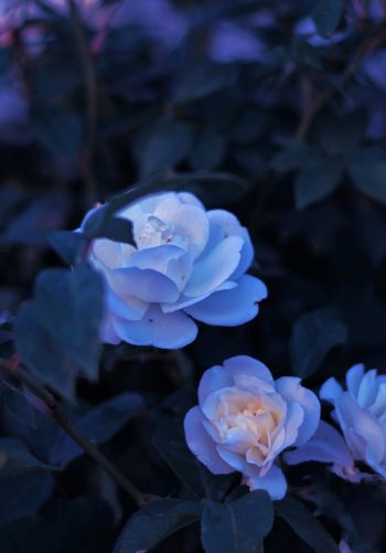 Обои 1668x2388 синие цветы, растение