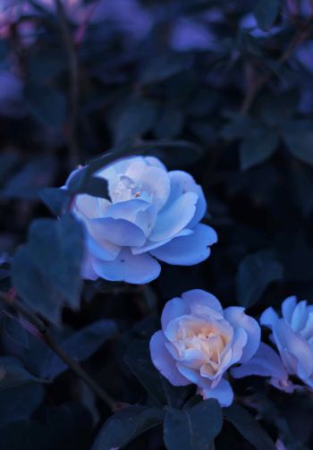 Обои 1640x2360 синие цветы, растение