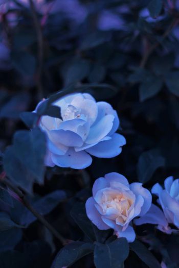 Обои 640x960 синие цветы, растение