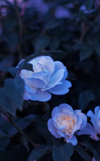 Обои 1600x2560 синие цветы, растение