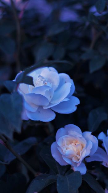 Обои 1440x2560 синие цветы, растение