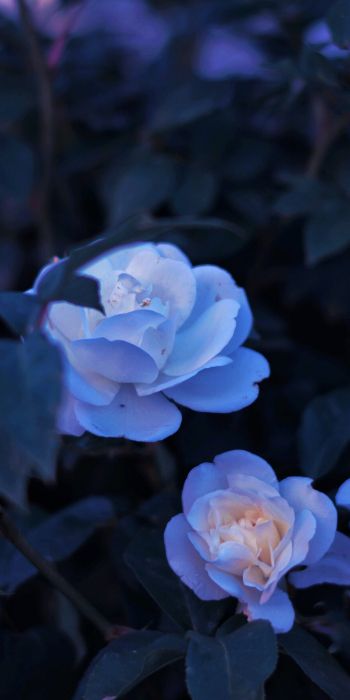Обои 720x1440 синие цветы, растение