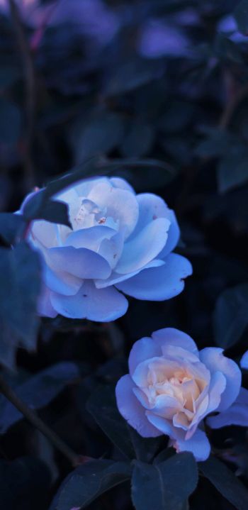Обои 1080x2220 синие цветы, растение