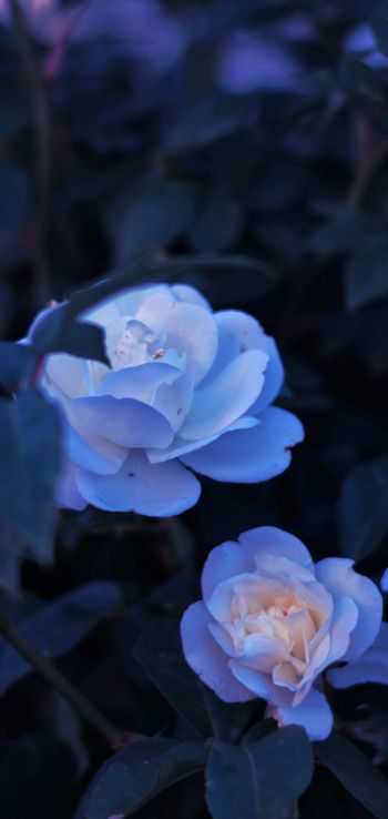 Обои 1080x2280 синие цветы, растение