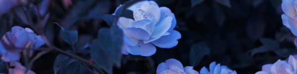 Обои 1590x400 синие цветы, растение
