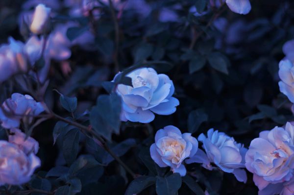 blue flowers, plant Wallpaper 5758x3828