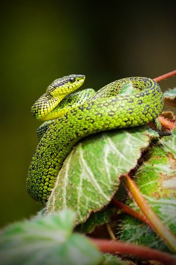 Обои 640x960 змея, зеленый