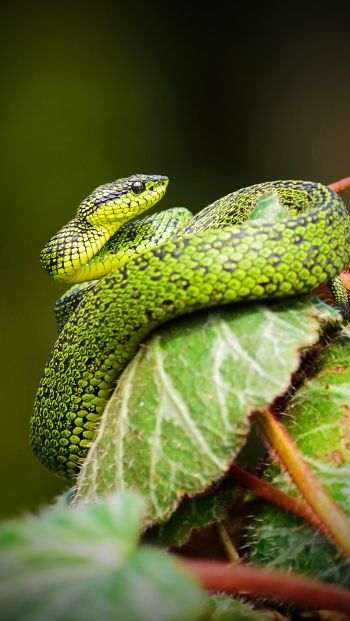 Обои 640x1136 змея, зеленый