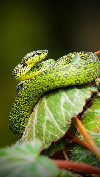 Обои 1440x2560 змея, зеленый