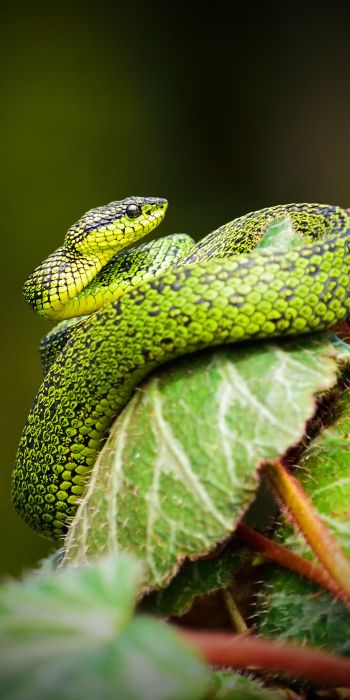 snake, green Wallpaper 720x1440