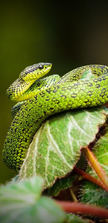 Обои 1440x2960 змея, зеленый