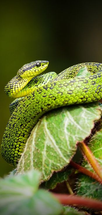 Обои 720x1520 змея, зеленый