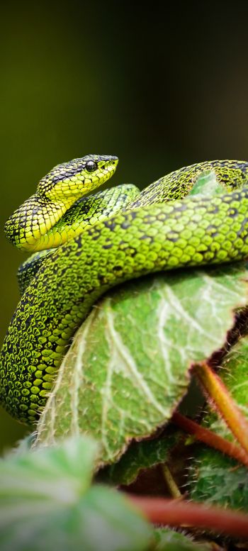 Обои 1440x3200 змея, зеленый