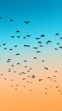 sky, birds, flight Wallpaper 640x1136