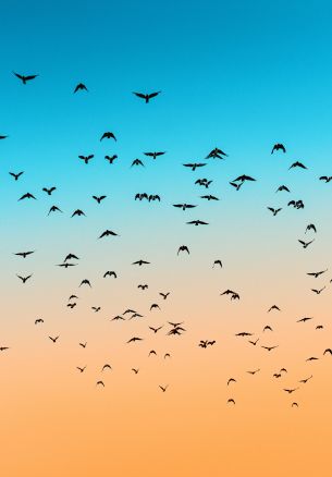 sky, birds, flight Wallpaper 1640x2360