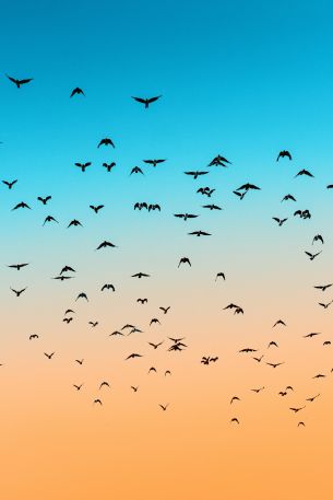 sky, birds, flight Wallpaper 640x960