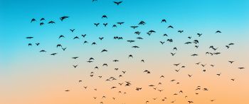 sky, birds, flight Wallpaper 3440x1440