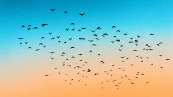 sky, birds, flight Wallpaper 1920x1080