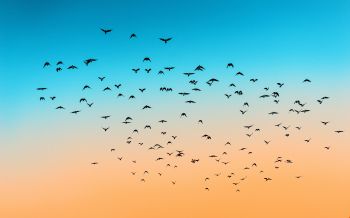 sky, birds, flight Wallpaper 2560x1600