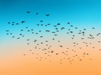 sky, birds, flight Wallpaper 1024x768