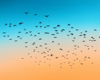 sky, birds, flight Wallpaper 1280x1024