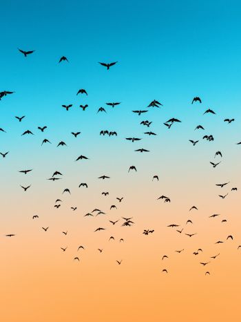 sky, birds, flight Wallpaper 2048x2732