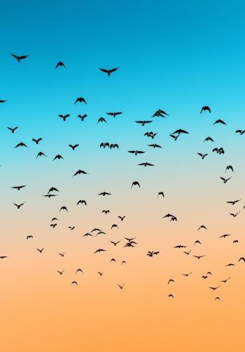 sky, birds, flight Wallpaper 1668x2388