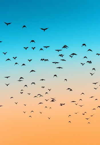 sky, birds, flight Wallpaper 1640x2360