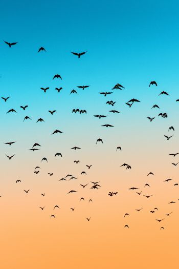 sky, birds, flight Wallpaper 640x960