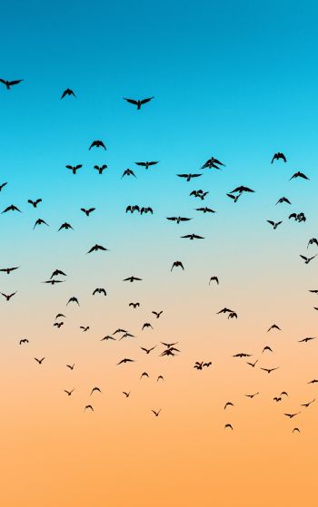 sky, birds, flight Wallpaper 1752x2800