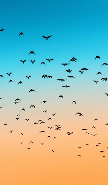 sky, birds, flight Wallpaper 600x1024