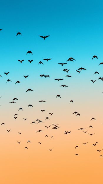 sky, birds, flight Wallpaper 2160x3840