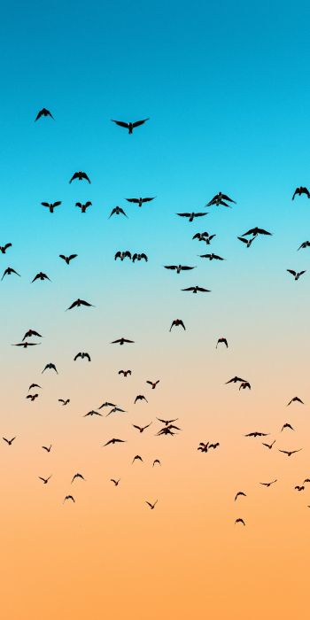 sky, birds, flight Wallpaper 720x1440