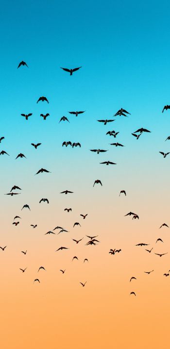 sky, birds, flight Wallpaper 1080x2220