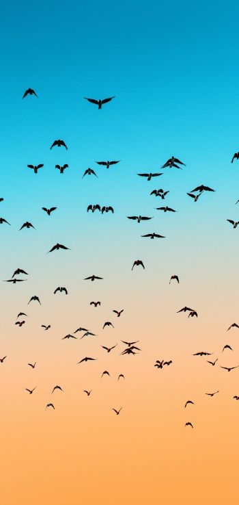 sky, birds, flight Wallpaper 1440x3040