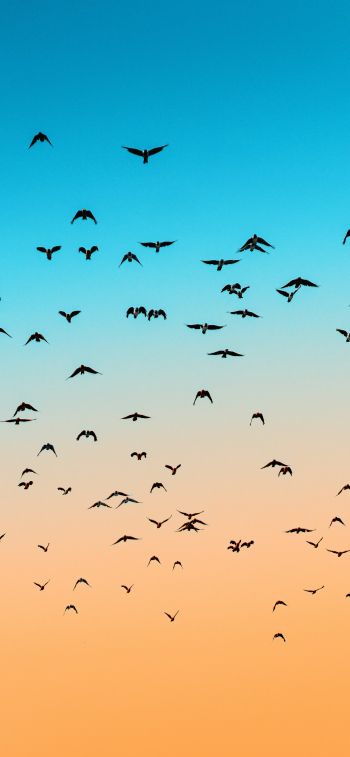 sky, birds, flight Wallpaper 1284x2778
