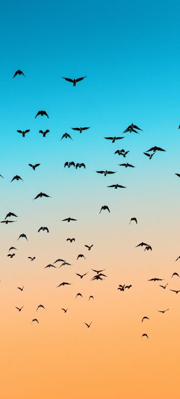 sky, birds, flight Wallpaper 1080x2400