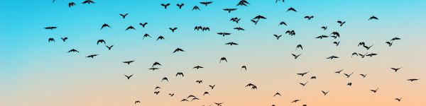 sky, birds, flight Wallpaper 1590x400