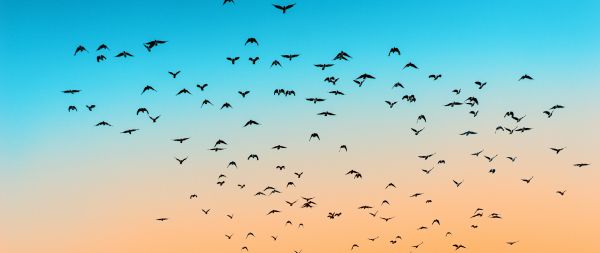 sky, birds, flight Wallpaper 2560x1080
