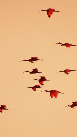 birds, flight, room Wallpaper 750x1334