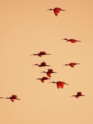 birds, flight, room Wallpaper 1668x2224