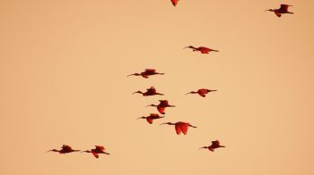 birds, flight, room Wallpaper 2048x1152
