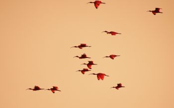 birds, flight, room Wallpaper 2560x1600