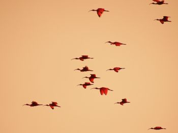 birds, flight, room Wallpaper 1024x768