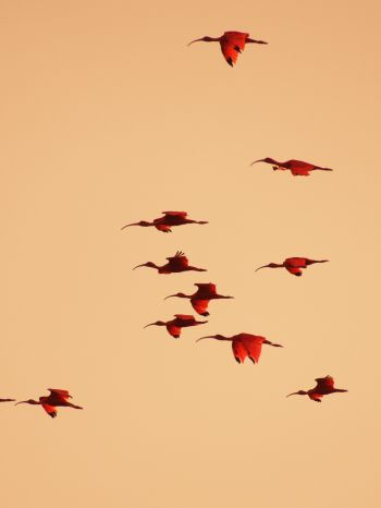 birds, flight, room Wallpaper 1620x2160