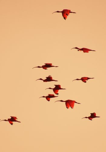 birds, flight, room Wallpaper 1668x2388
