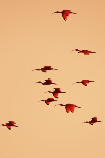 birds, flight, room Wallpaper 640x960