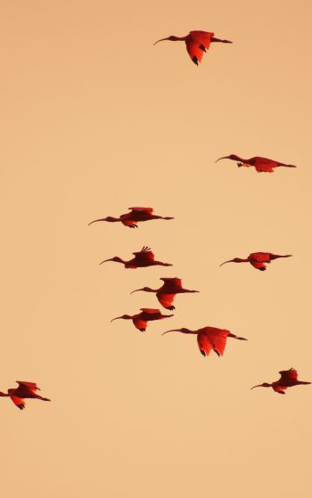 birds, flight, room Wallpaper 1752x2800